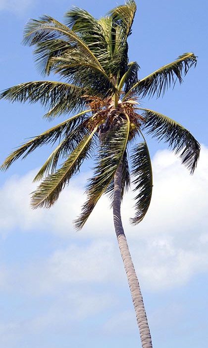 Tropical coconut palm tree illustration